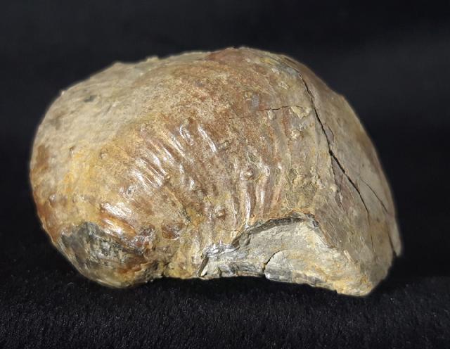 Araxilevis intermedius ABICH 1878 - Bild &copy; FossNet FossilienStore